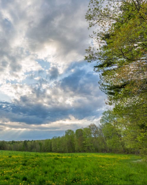 Harvey Forest in summer