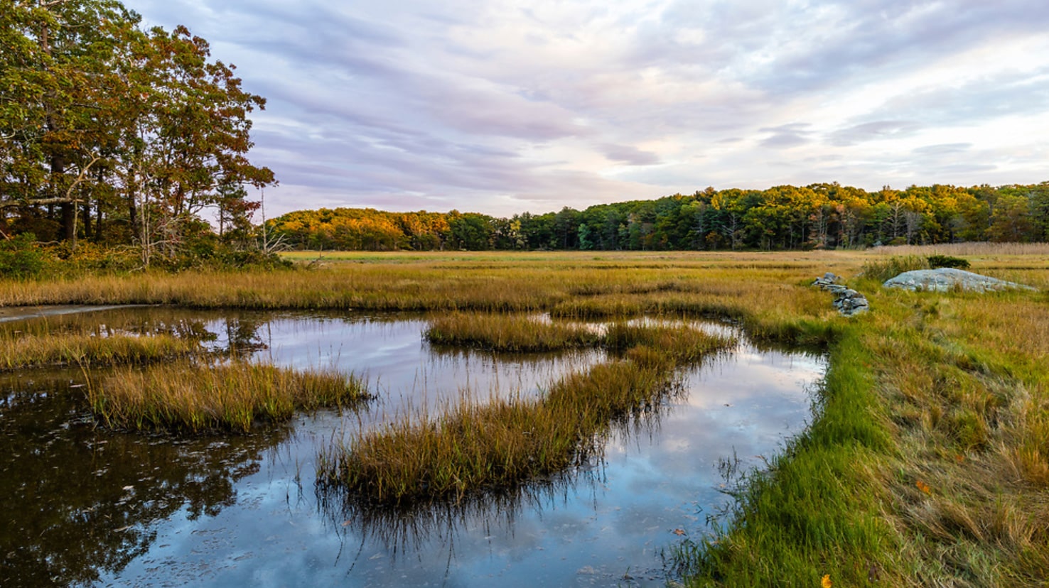 ardnaberry-marsh