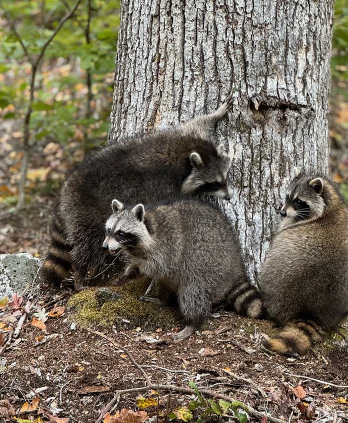 If you're a rescued raccoon ready to be re-released into nature, you'd be hard-pressed to find a better second home than Stonehouse Forest.