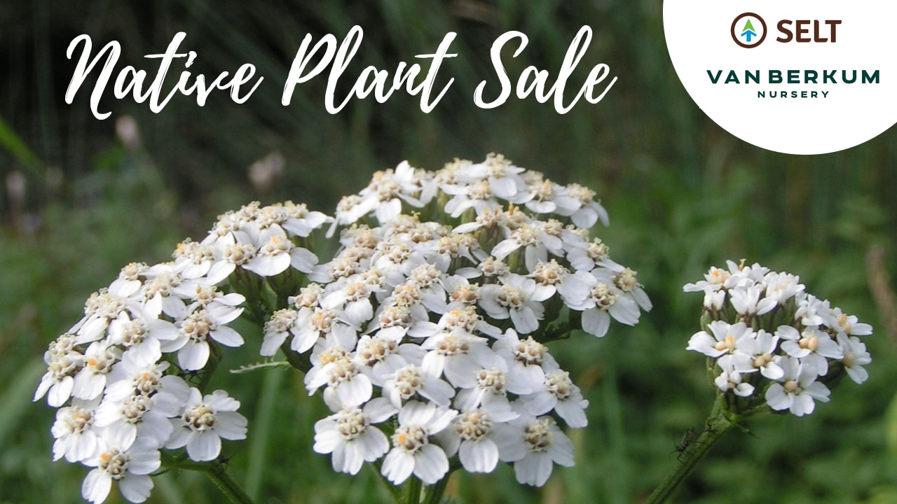 native-plant-sale