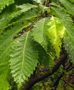 The Comeback of the Century