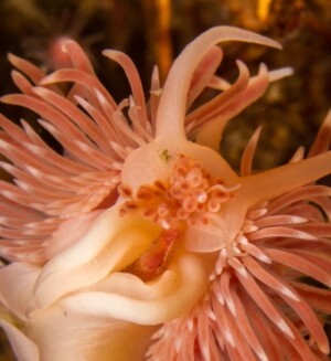 Defenders of the Estuary