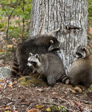The Great Raccoon Release
