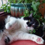 Rosie