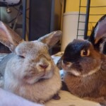 Macy-Grey and Josephine