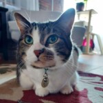 Smudgie