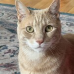 Milo