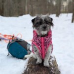 Josie