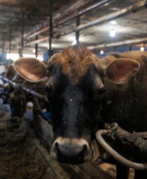 Next Farmer Up A cow at the Perry Farm